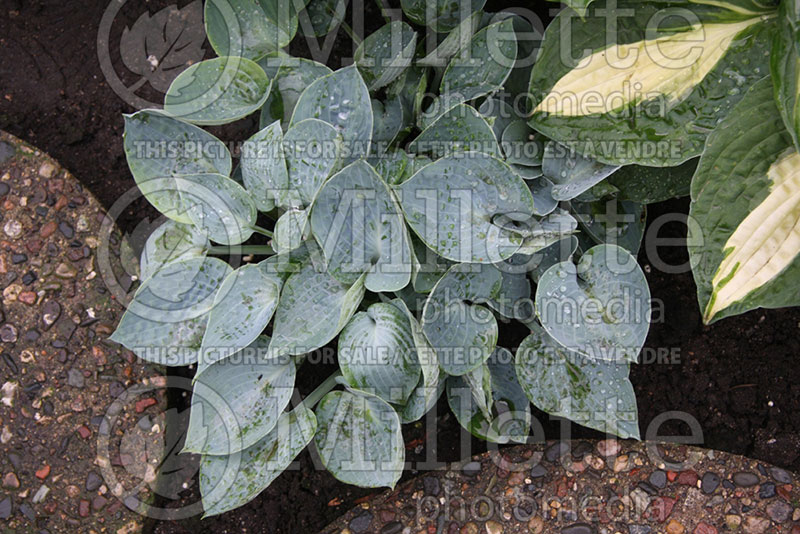 Hosta Blue Chip (Hosta funkia august lily) 1 