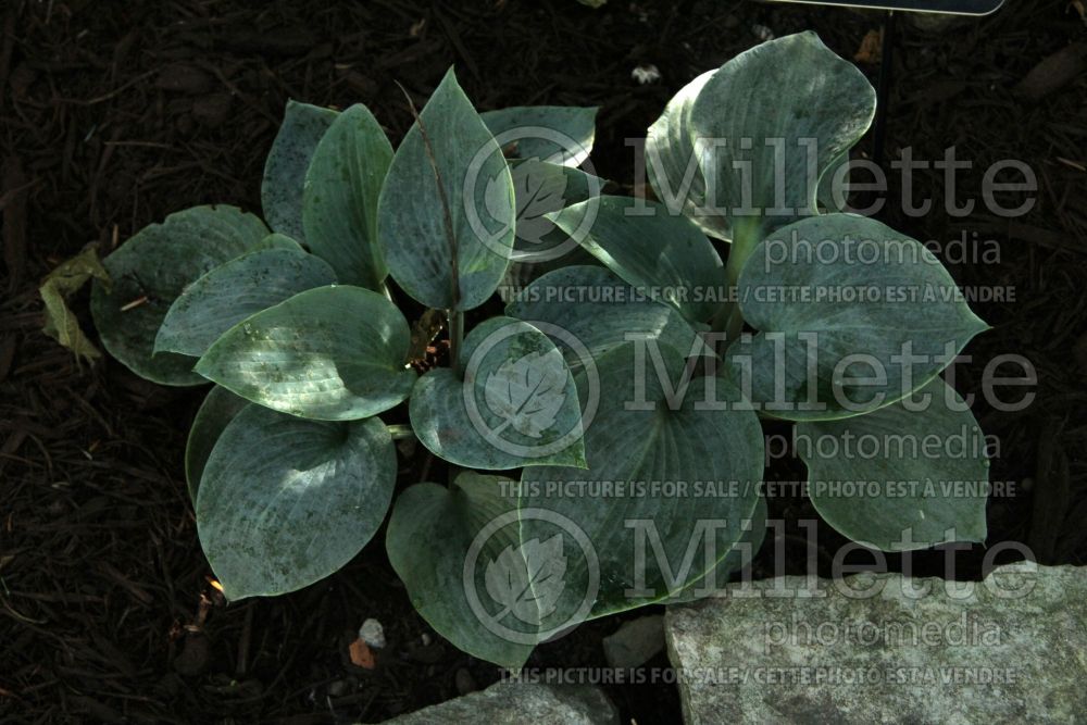 Hosta Blue Clown (Hosta funkia august lily) 1