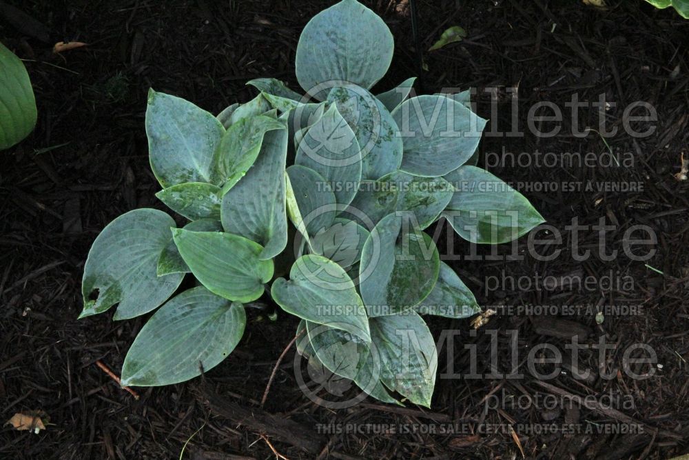 Hosta Blue Cups (Hosta funkia august lily) 1 