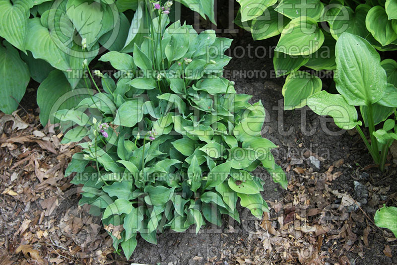 Hosta Blue Diamond (Hosta funkia august lily) 1