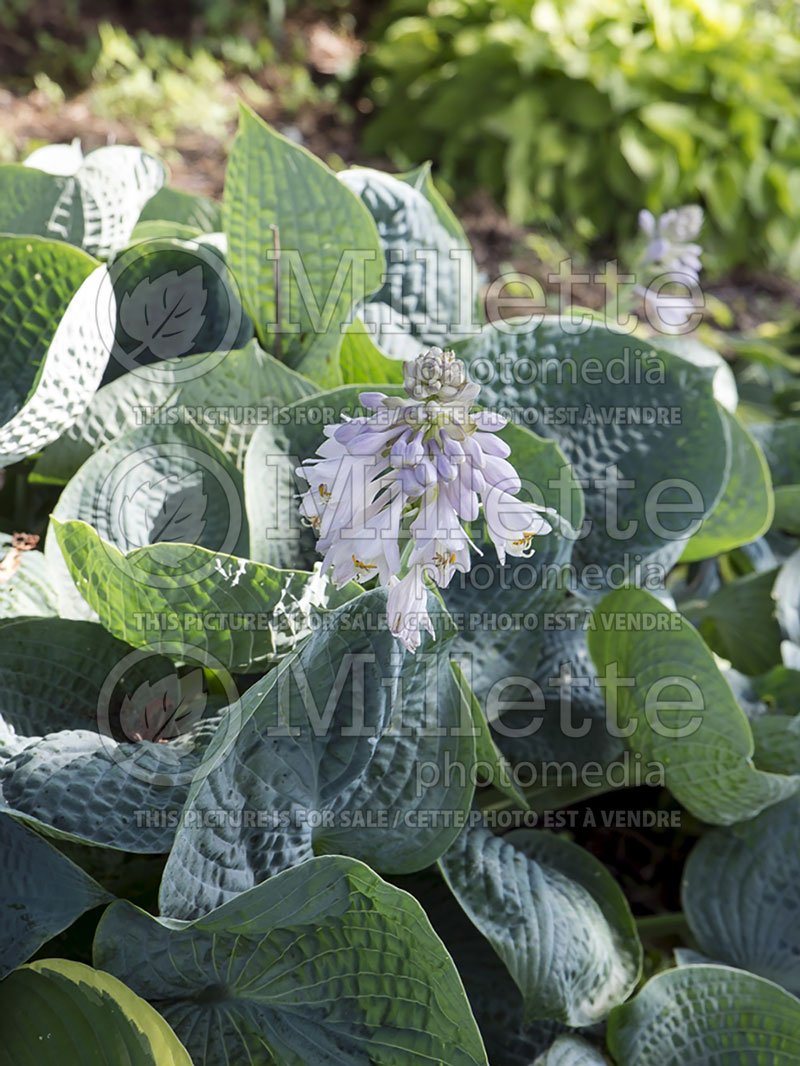 Hosta Blue Dimples (Hosta funkia august lily) 2 