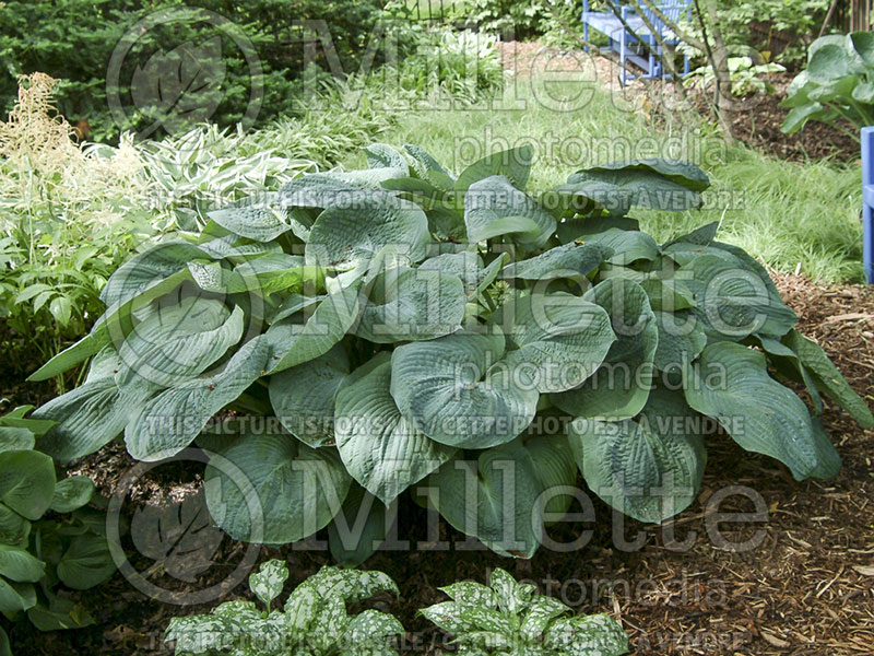 Hosta Blue Giant (Hosta funkia august lily)  1