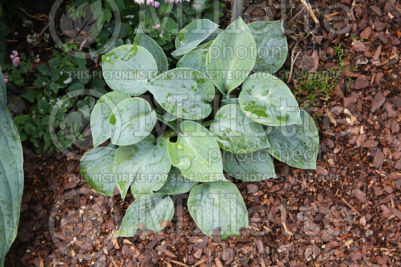 Hosta Blue Ice (Hosta funkia august lily) 1 