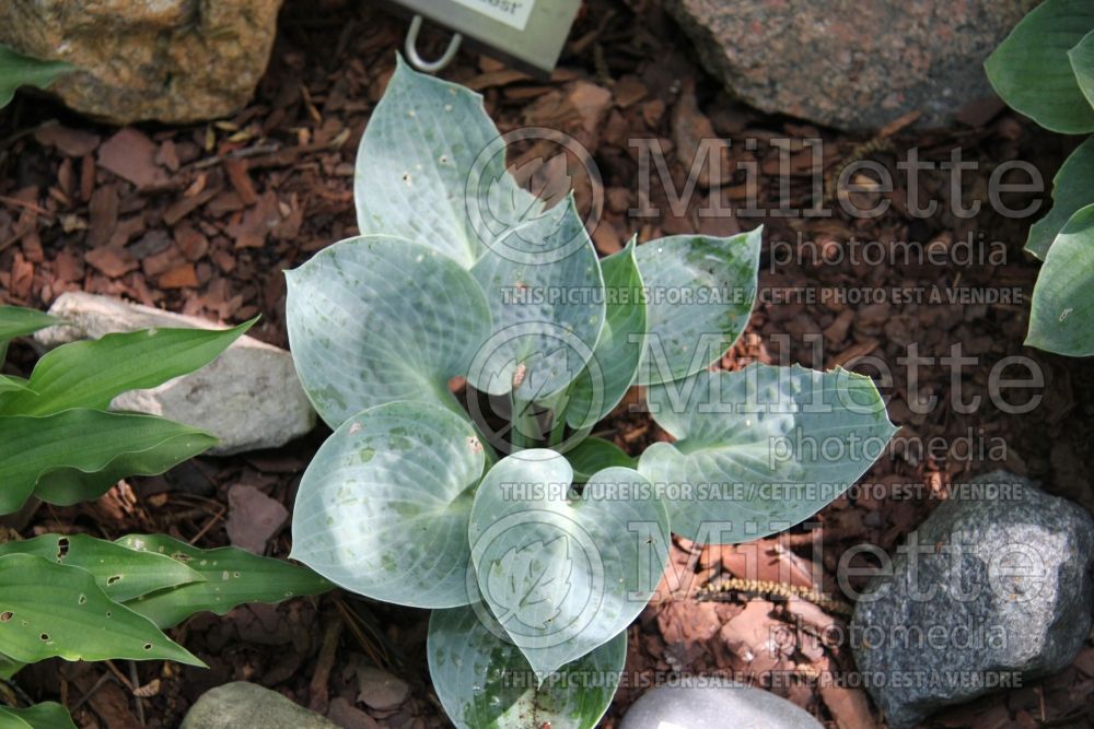 Hosta Blue Ice (Hosta funkia august lily) 2 