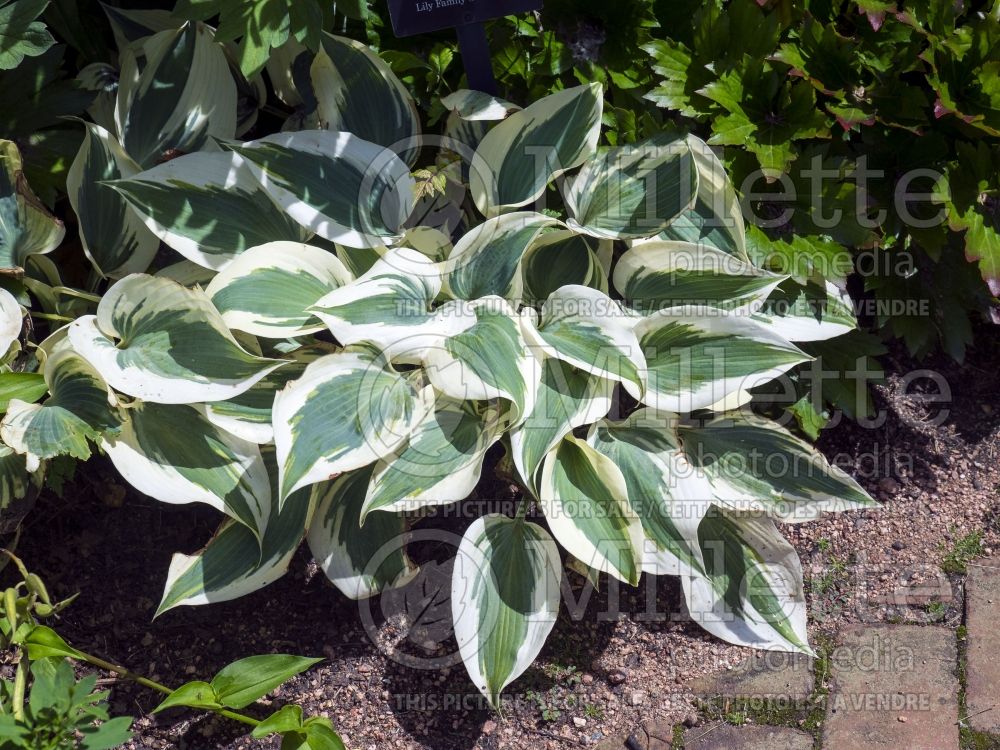 Hosta Blue Ivory (Hosta funkia august lily) 2 