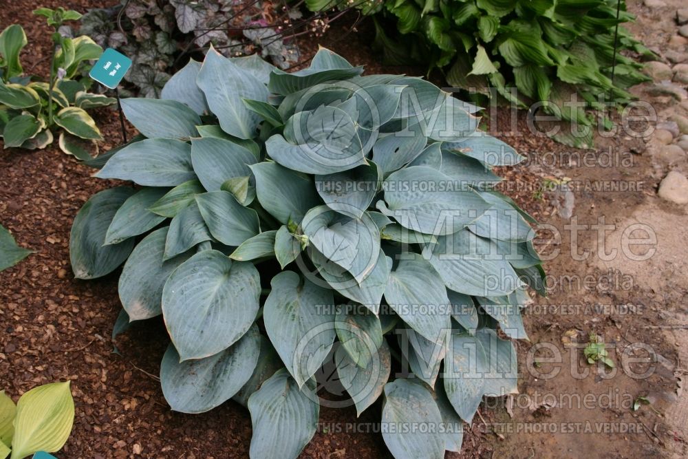 Hosta Blue Jay (Hosta funkia august lily) 2 