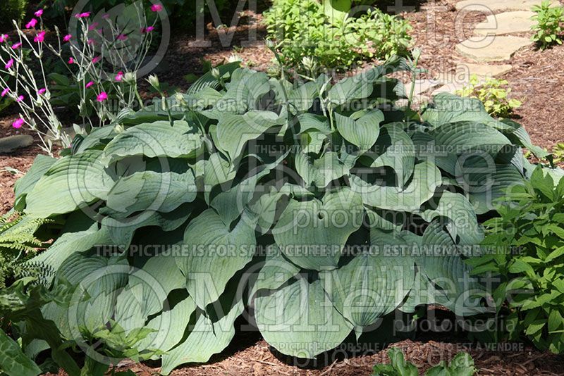 Hosta Blue Mammoth (Hosta funkia august lily) 2