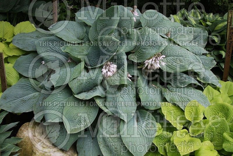 Hosta Blue Mammoth (Hosta funkia august lily)  1