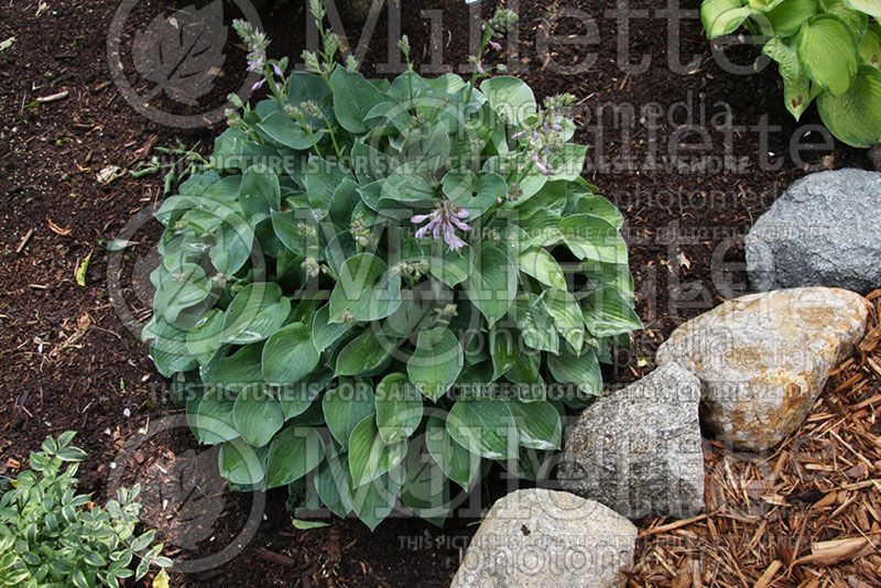 Hosta Blue Moon (Hosta funkia august lily) 1