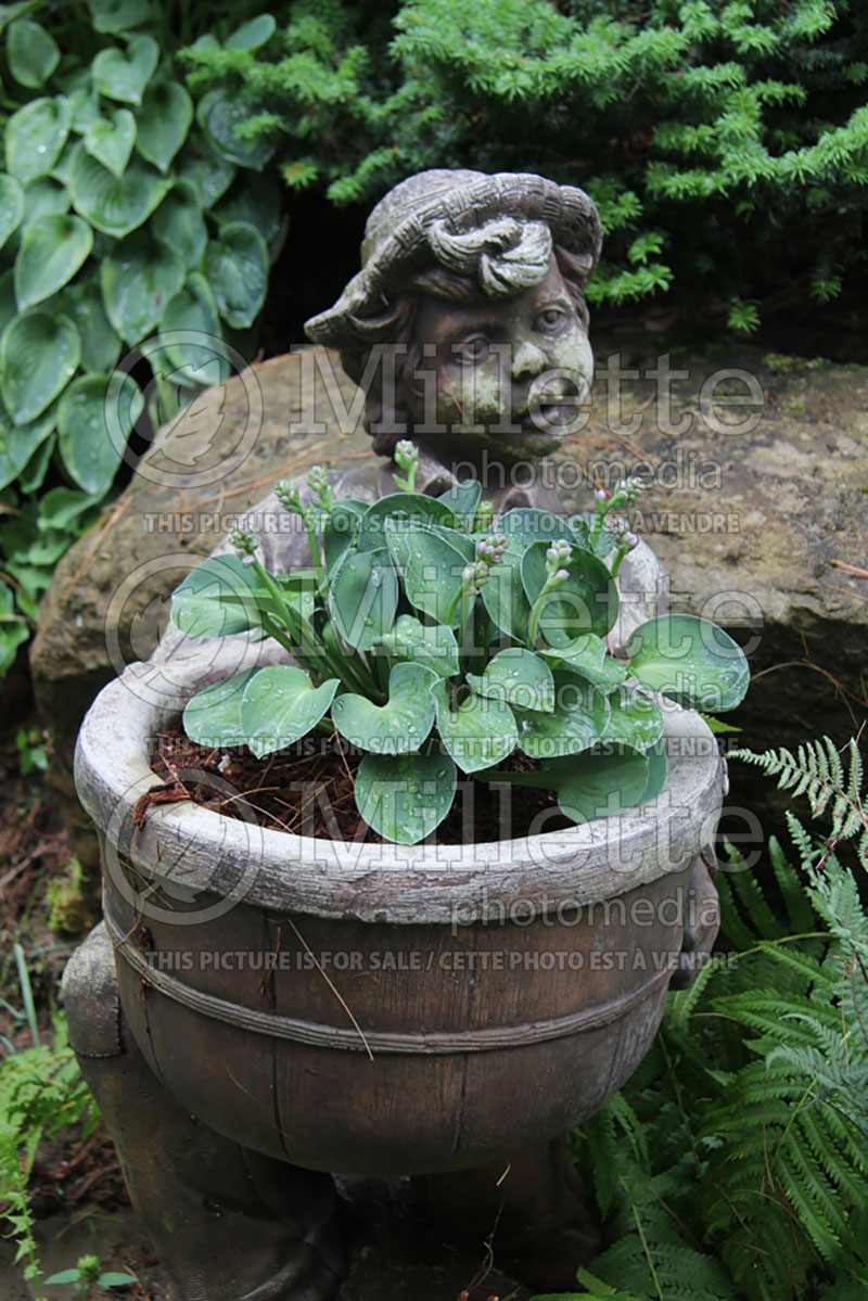 Hosta Blue Mouse Ears (Hosta funkia august lily)  4