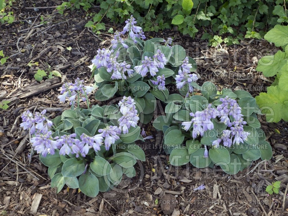 Hosta Blue Mouse Ears (Hosta funkia august lily)  7