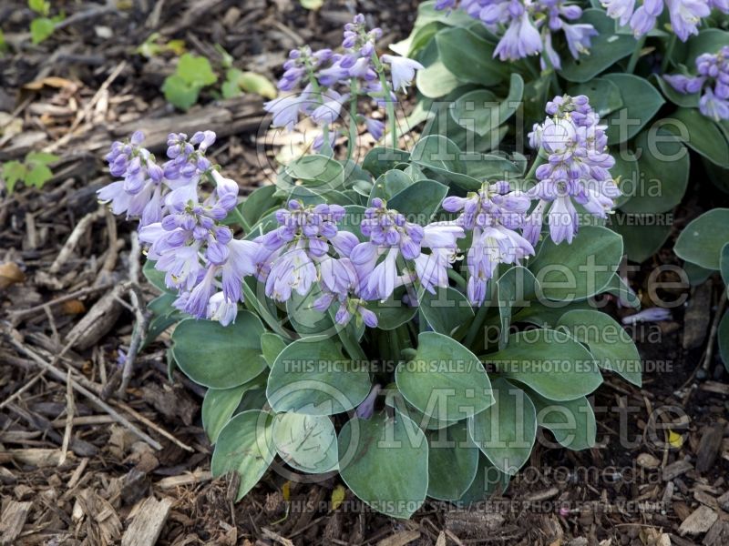 Hosta Blue Mouse Ears (Hosta funkia august lily)  9