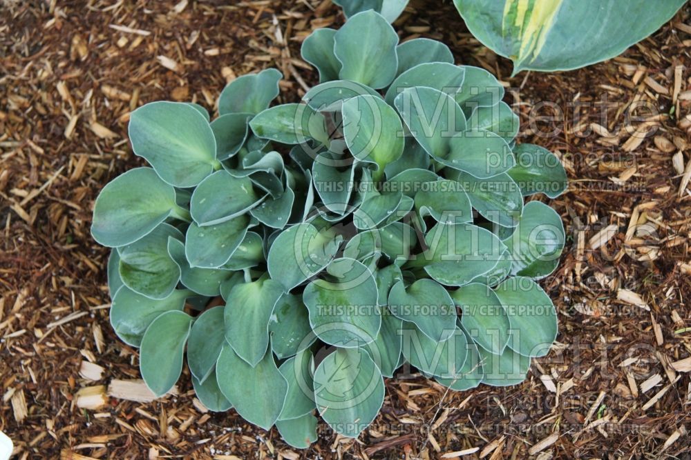 Hosta Blue Mouse Ears (Hosta funkia august lily)  6