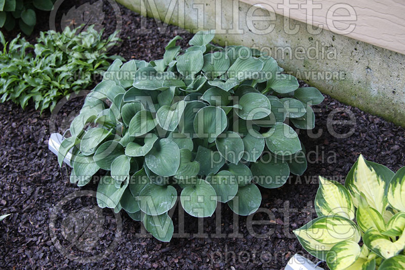 Hosta Blue Mouse Ears (Hosta funkia august lily)  1