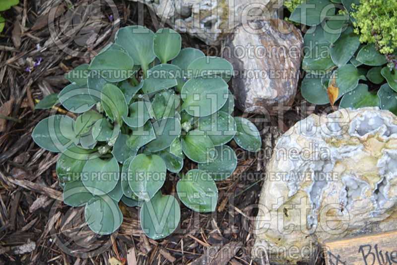 Hosta Blue Mouse Ears (Hosta funkia august lily)  2