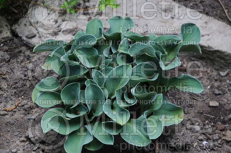 Hosta Blue Mouse Ears (Hosta funkia august lily)  3