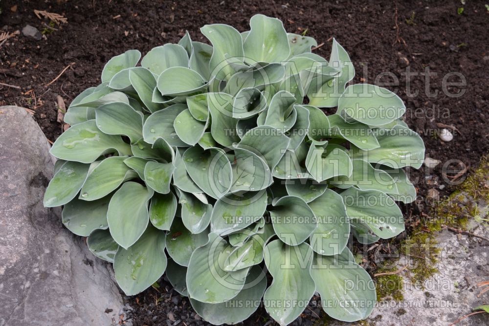 Hosta Blue Mouse Ears (Hosta funkia august lily)  8