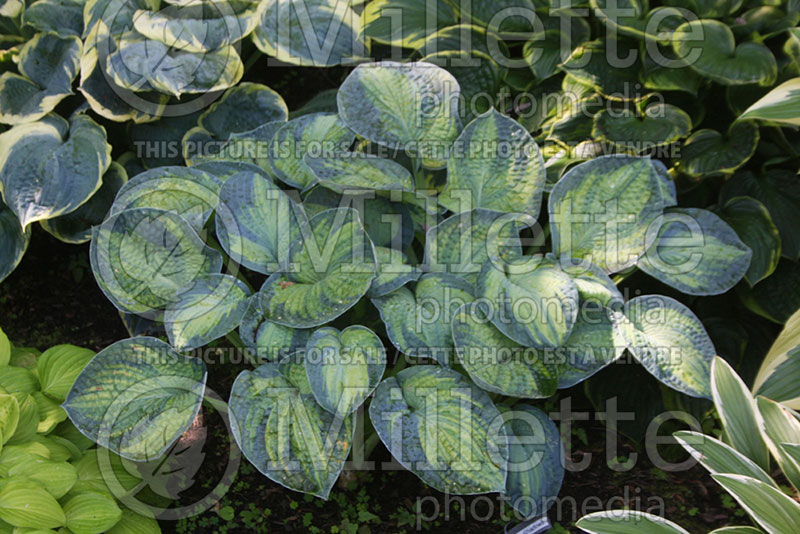 Hosta Blue Shadows (Hosta funkia august lily) 1 