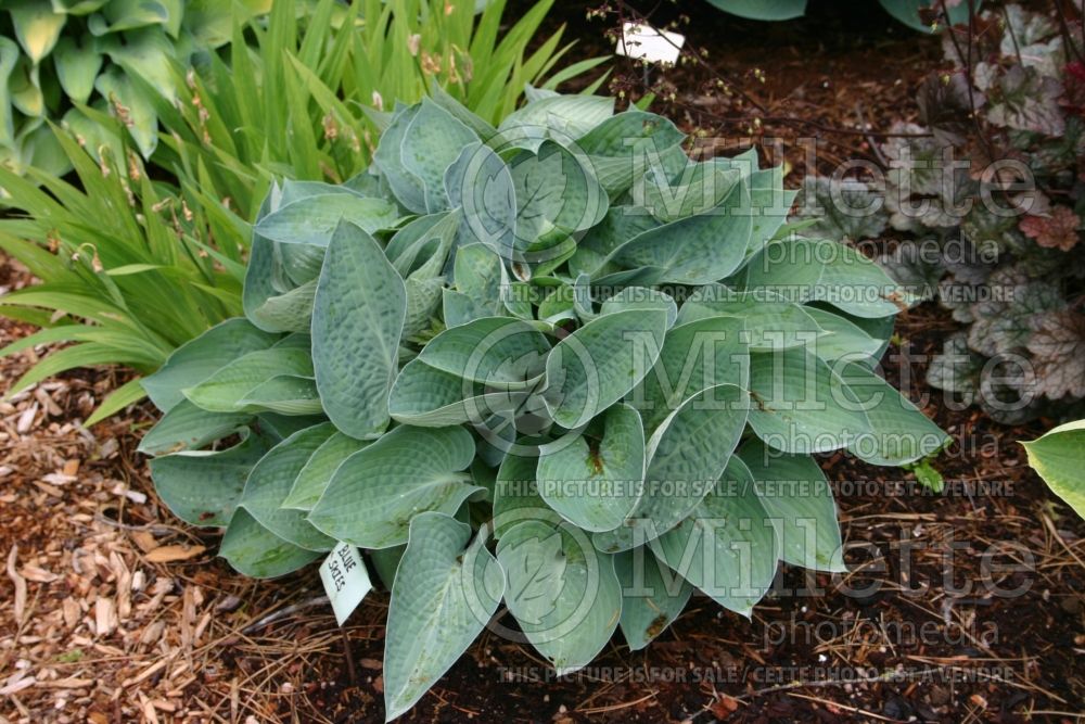 Hosta Blue Skies (Hosta funkia august lily) 1