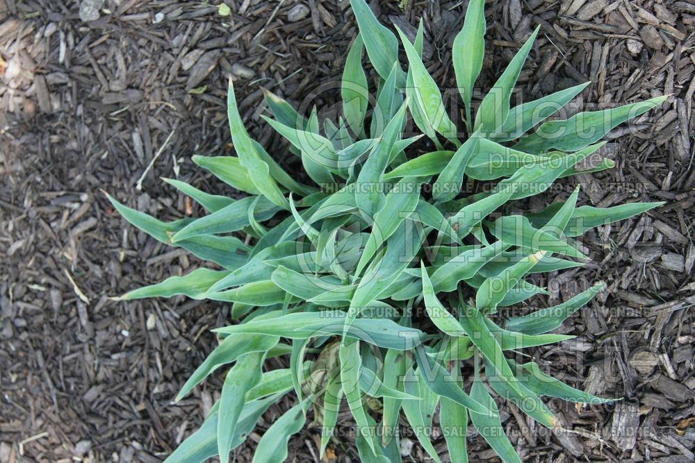 Hosta Blue Sliver aka Blue Silver (Hosta funkia august lily) 1 