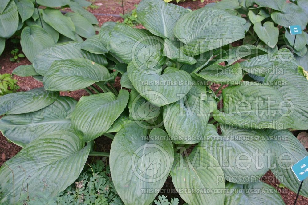 Hosta Blue Umbrellas (Hosta funkia august lily) 1 