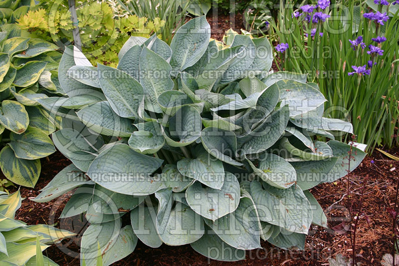 Hosta Blue Vision (Hosta funkia august lily) 1