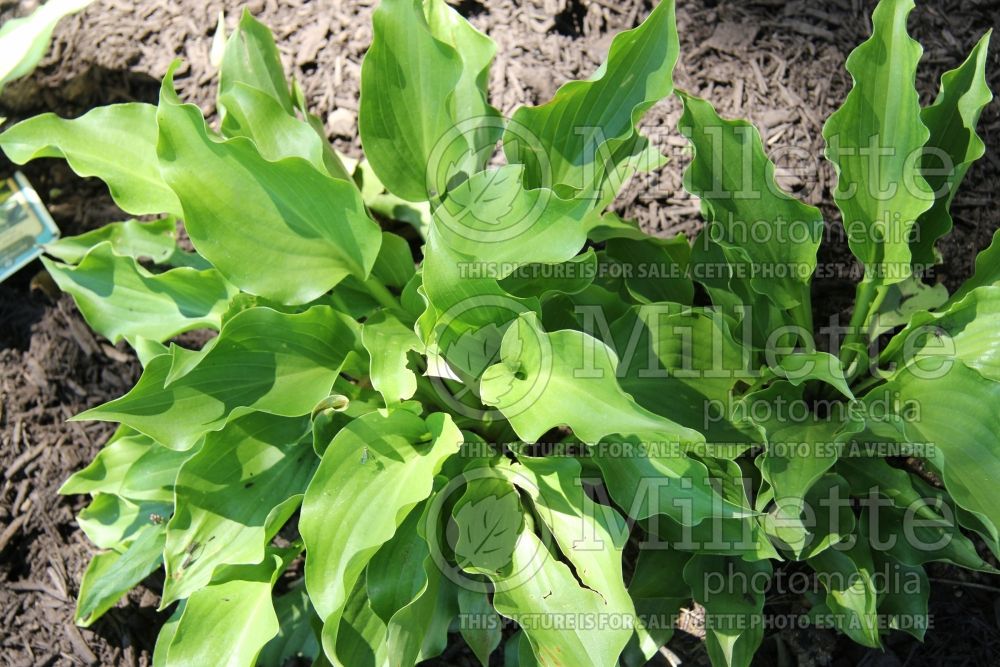 Hosta Branching Out  (Hosta funkia august lily) 1 