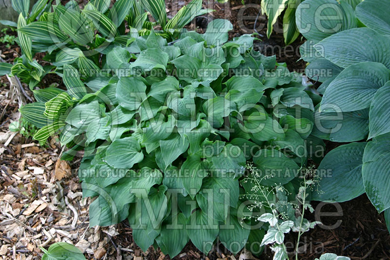 Hosta Brandywine (Hosta funkia august lily) 1