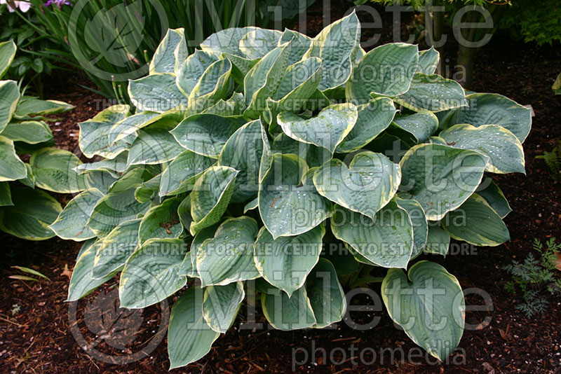 Hosta Brave Amherst (Hosta funkia august lily) 1