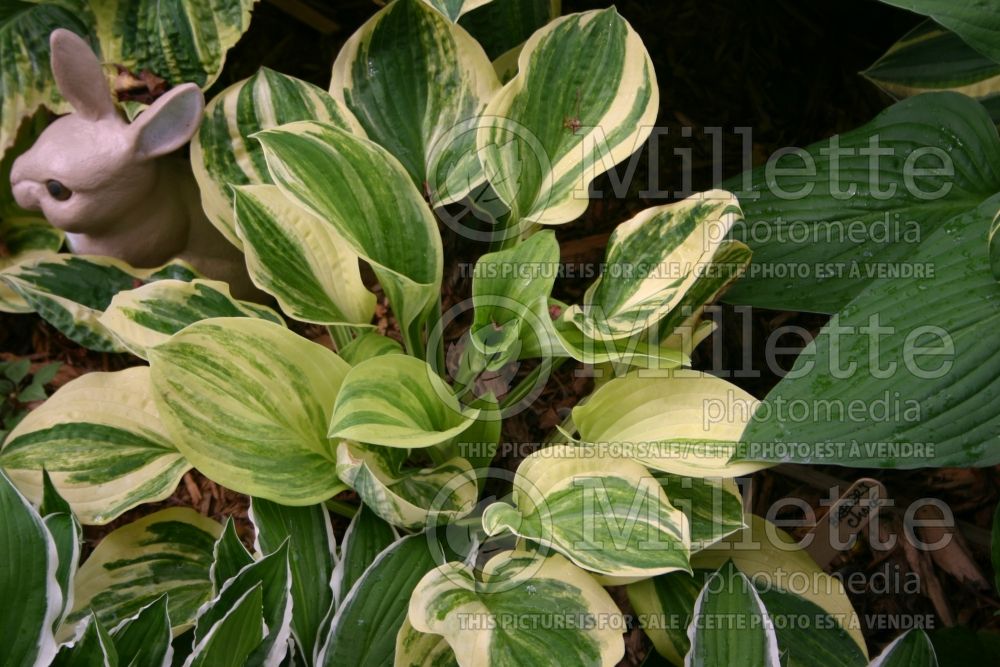 Hosta Breeder's Choice (Hosta funkia august lily) 1