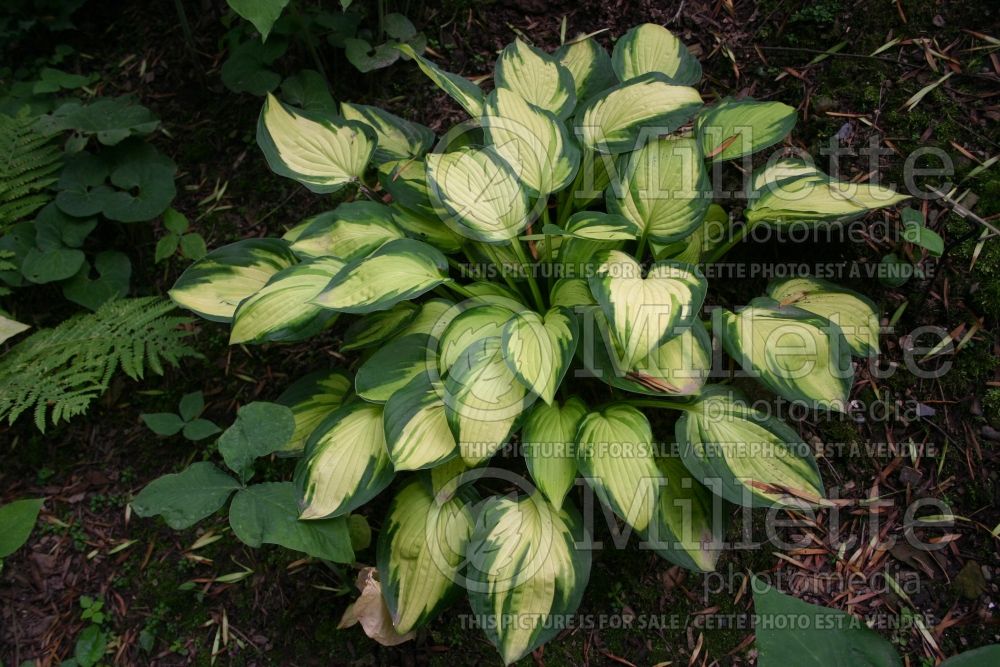 Hosta Brenda's Beauty (Hosta funkia august lily) 1 