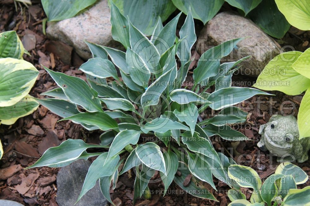 Hosta Brentwood Blues (Hosta funkia august lily) 1 