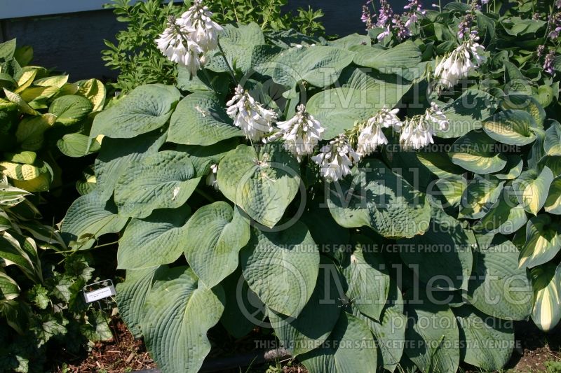 Hosta Bressingham Blue (Hosta funkia august lily) 4 