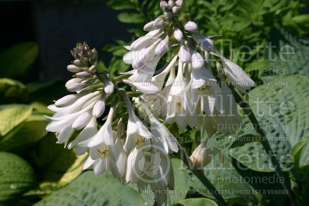 Hosta Bressingham Blue (Hosta funkia august lily) 2 