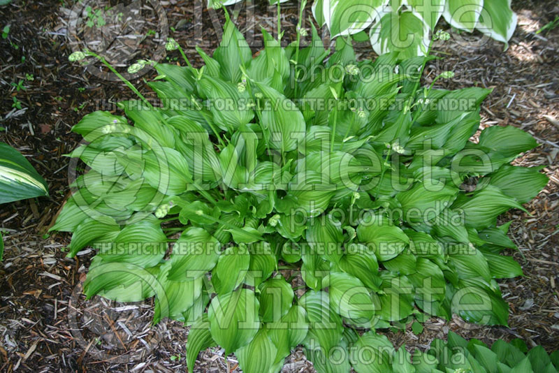 Hosta Bridegroom (Hosta funkia august lily) 1 