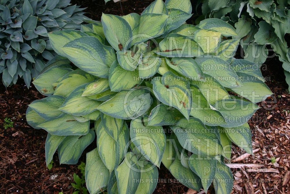 Hosta Bright Lights (Hosta funkia august lily)  1