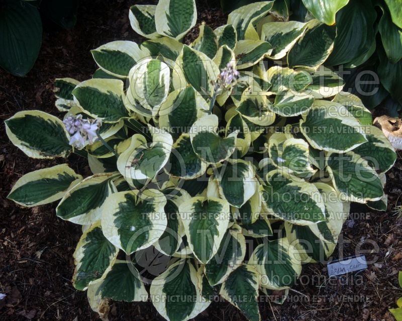 Hosta Brim Cup (Hosta funkia august lily) 1 