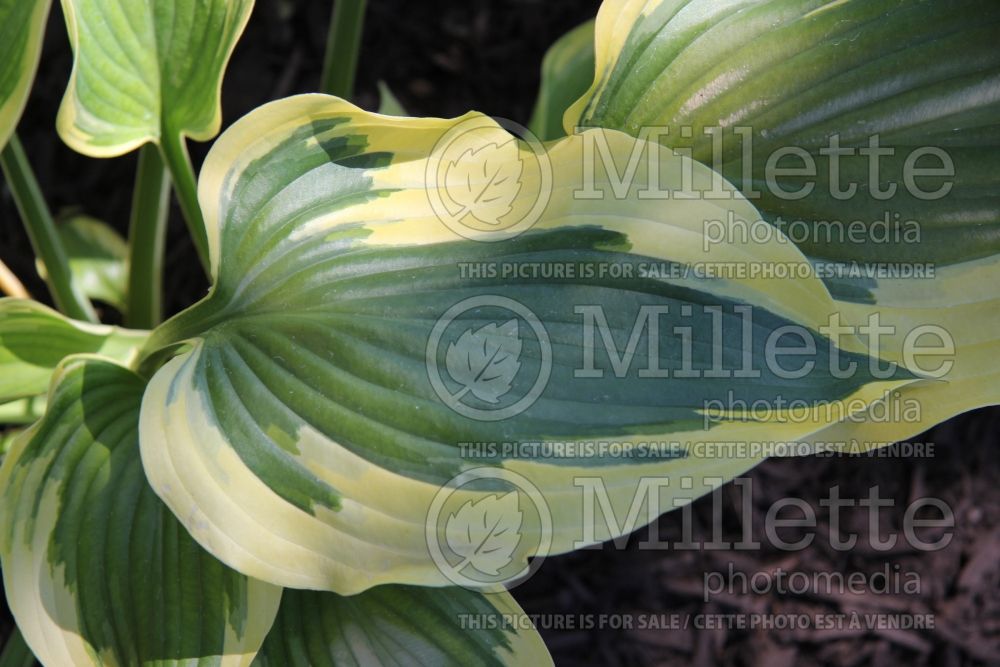 Hosta Broadband (Hosta funkia august lily) 1 