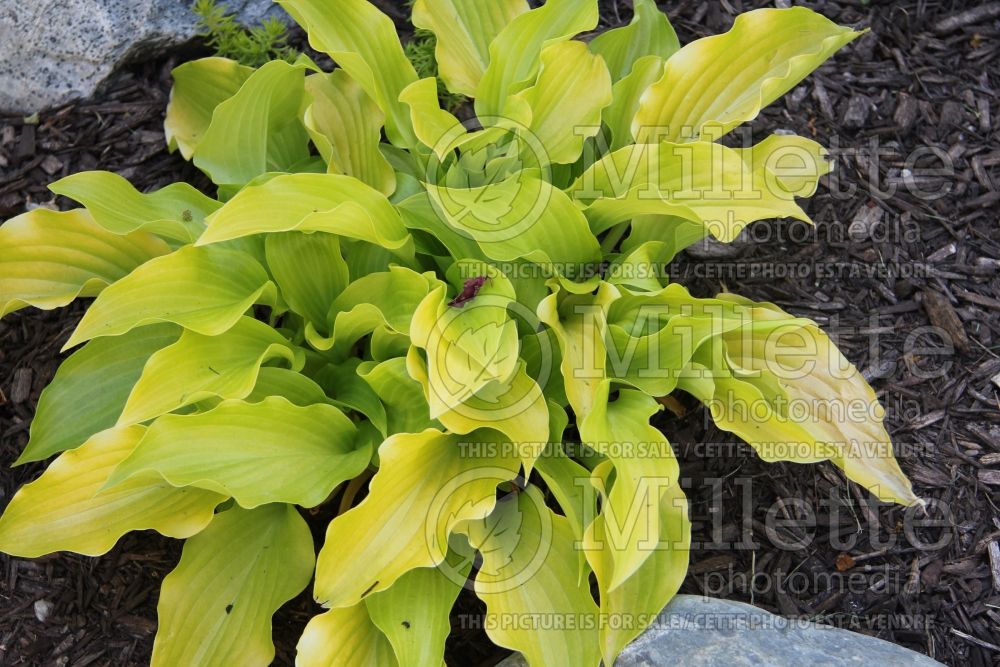 Hosta Brocade (Hosta funkia august lily) 1