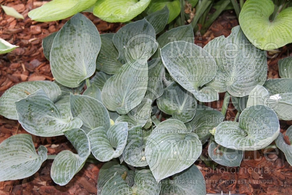 Hosta Brother Ronald (Hosta funkia august lily) 1 