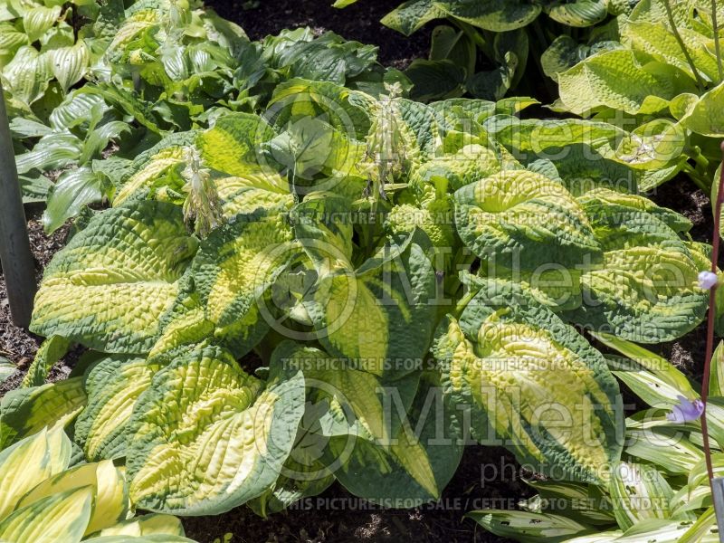 Hosta Brother Stefan (Hosta funkia august lily) 3 