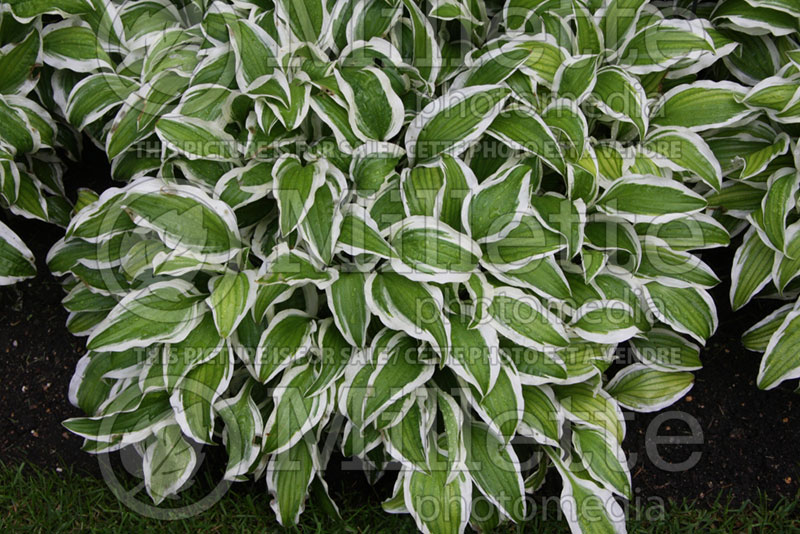 Hosta Bunchoko (Hosta funkia august lily) 1