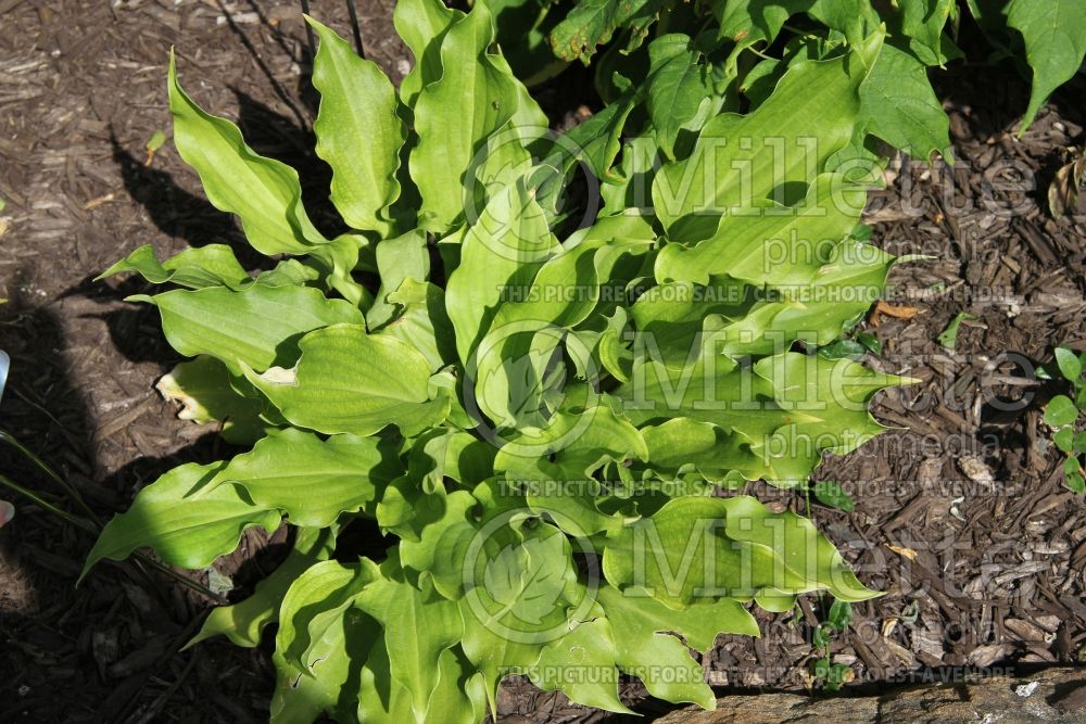 Hosta Caesar Salad (Hosta funkia august lily) 1