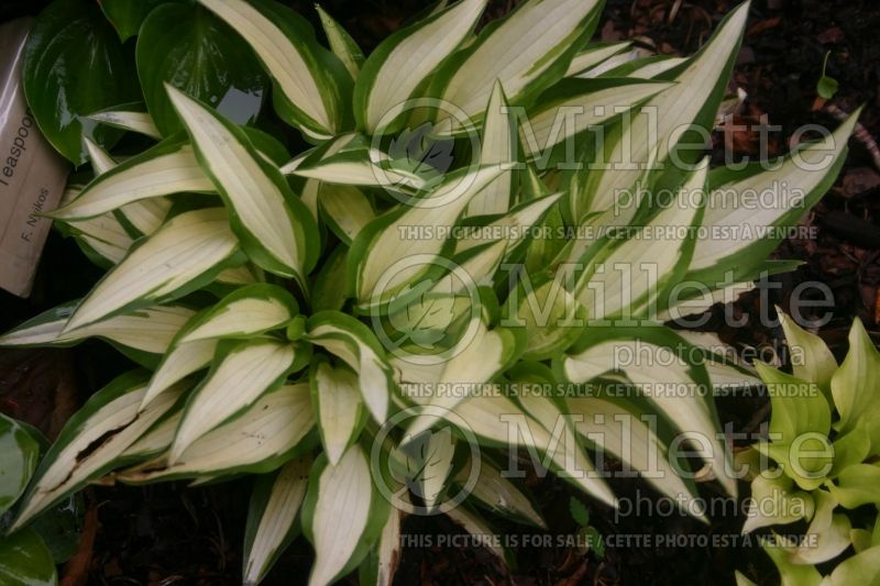 Hosta Calypso (Hosta funkia august lily)  2