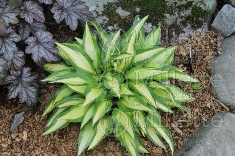 Hosta Calypso (Hosta funkia august lily)  1