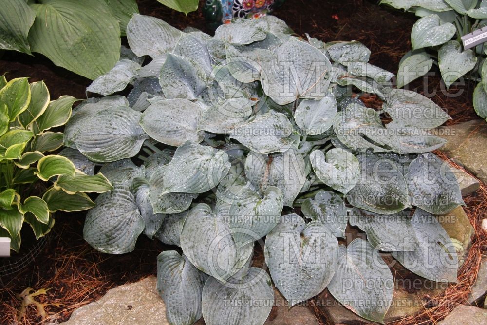 Hosta Camelot (Hosta funkia august lily) 1 