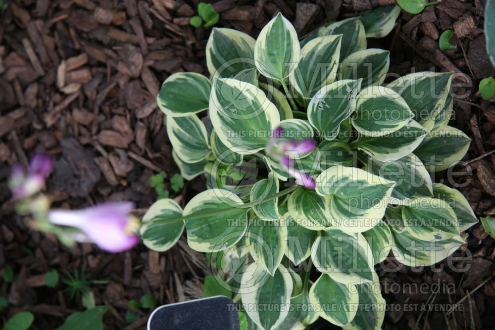 Hosta Cameo (Hosta funkia august lily) 1