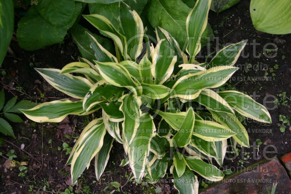 Hosta Candy Cane (Hosta funkia august lily) 1