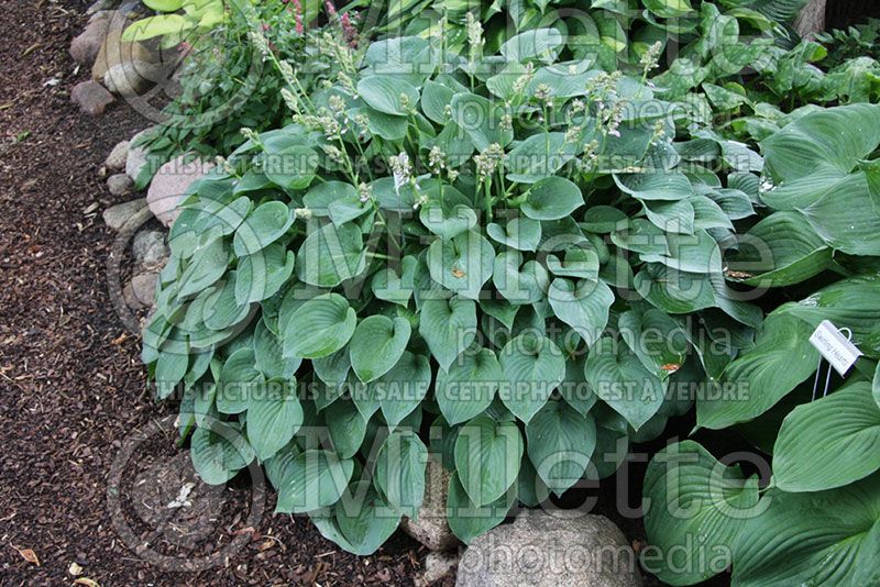 Hosta Candy Hearts (Hosta funkia august lily) 1