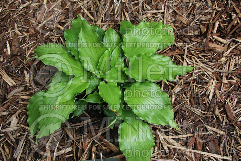 Hosta Candy Kisses (Hosta funkia august lily)  1